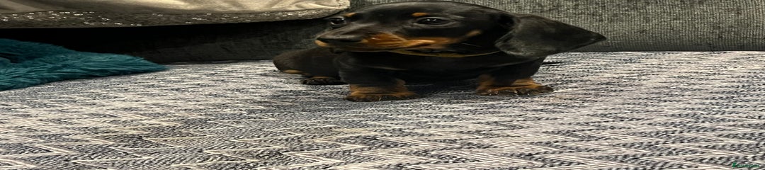 Miniature Dachshund Puppy 6