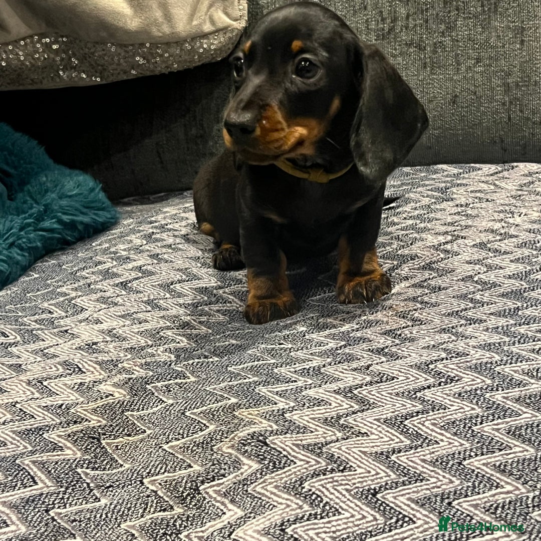 Miniature Dachshund dogs for sale: Fully vaccinated and ready TO GO,kc reg pra clear in Warrington - Image 8