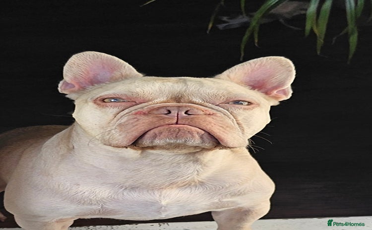 French Bulldog dogs - Advert 7