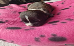 Staffordshire Bull Terrier dogs for sale: Jazz x Otis - BlackBrindles with STUNNING MARKINGS - Image 7