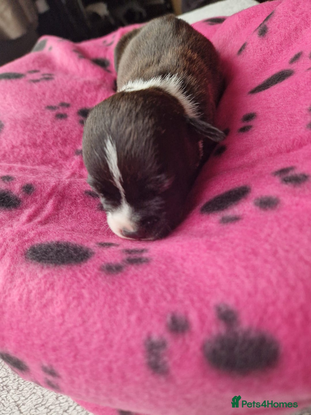 Staffordshire Bull Terrier dogs for sale: Jazz x Otis - BlackBrindles with STUNNING MARKINGS - Image 7