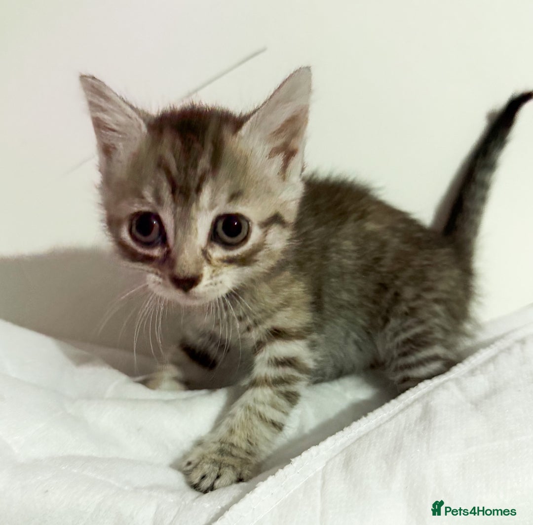 Mixed Breed cats for sale: Gorgeous Ginger babies - Advert 2