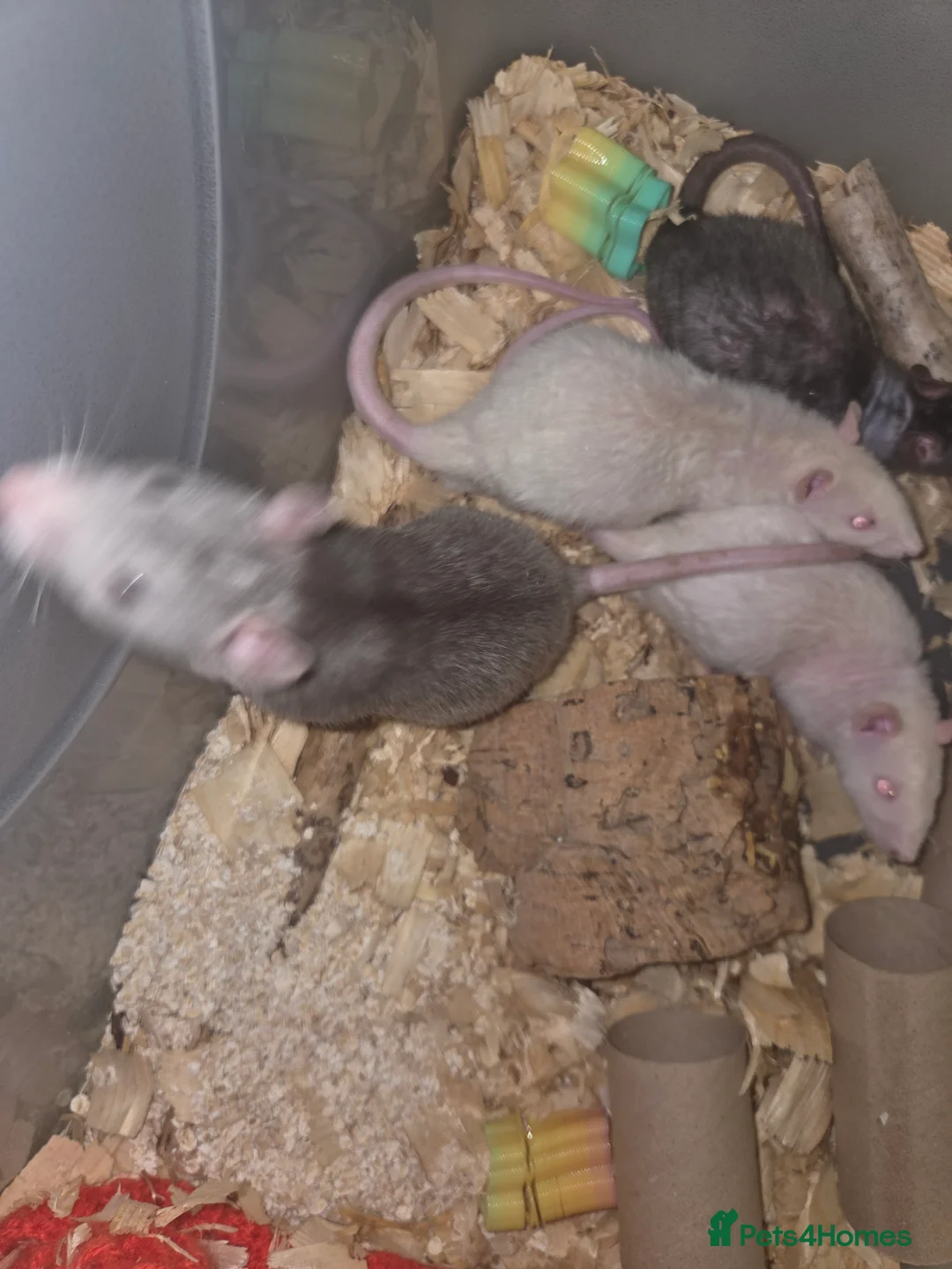 Rat rodents for sale: Male and female baby rats  - Advert 2