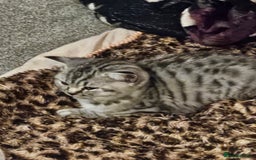 British Shorthair cats for sale: GCCF Reg Chocolate Silver Spotted Tabby BSH Boys - Image 19