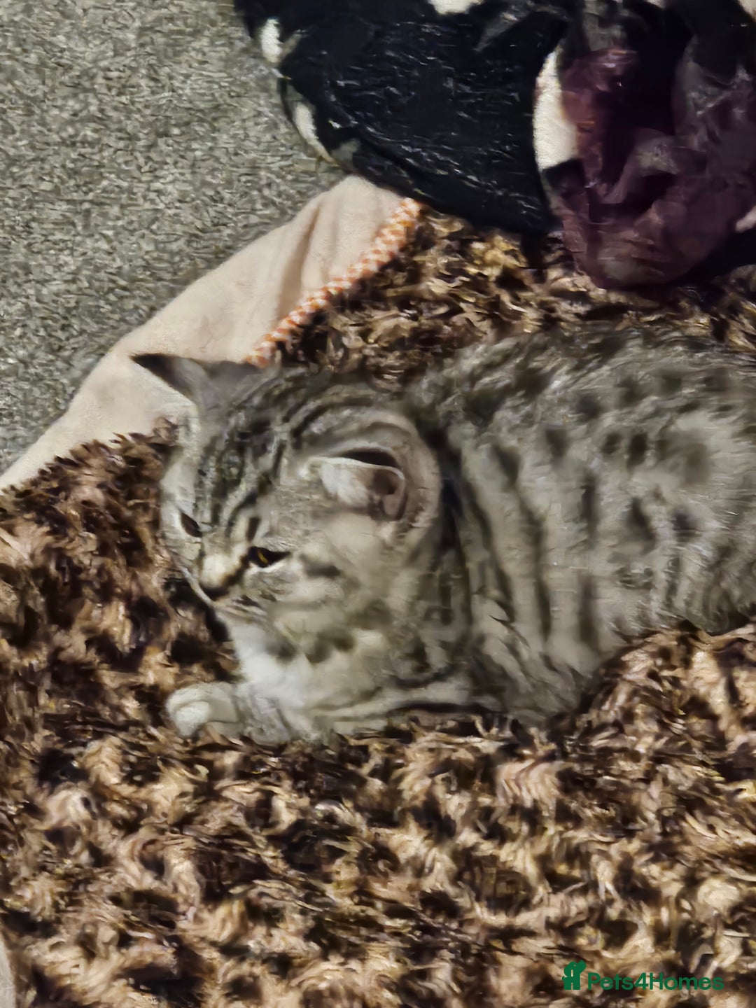 British Shorthair cats for sale: GCCF Reg Chocolate Silver Spotted Tabby BSH Boys - Image 19
