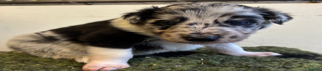 Border Collie Puppy 2