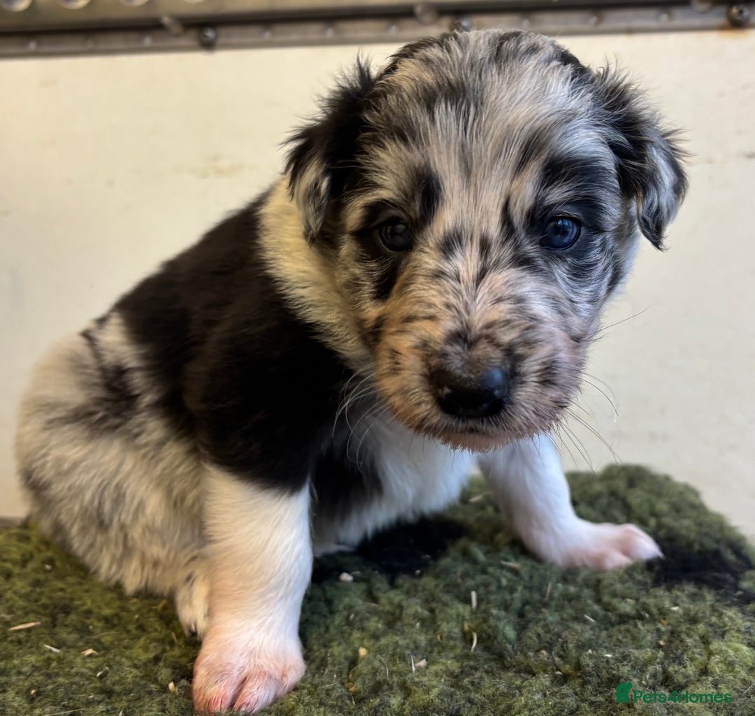 Border Collie dogs for sale: Border Collie Pups  - Image 2