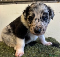Border Collie dogs - Advert 8