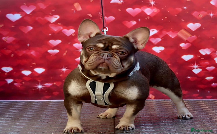 French Bulldog dogs - Advert 12