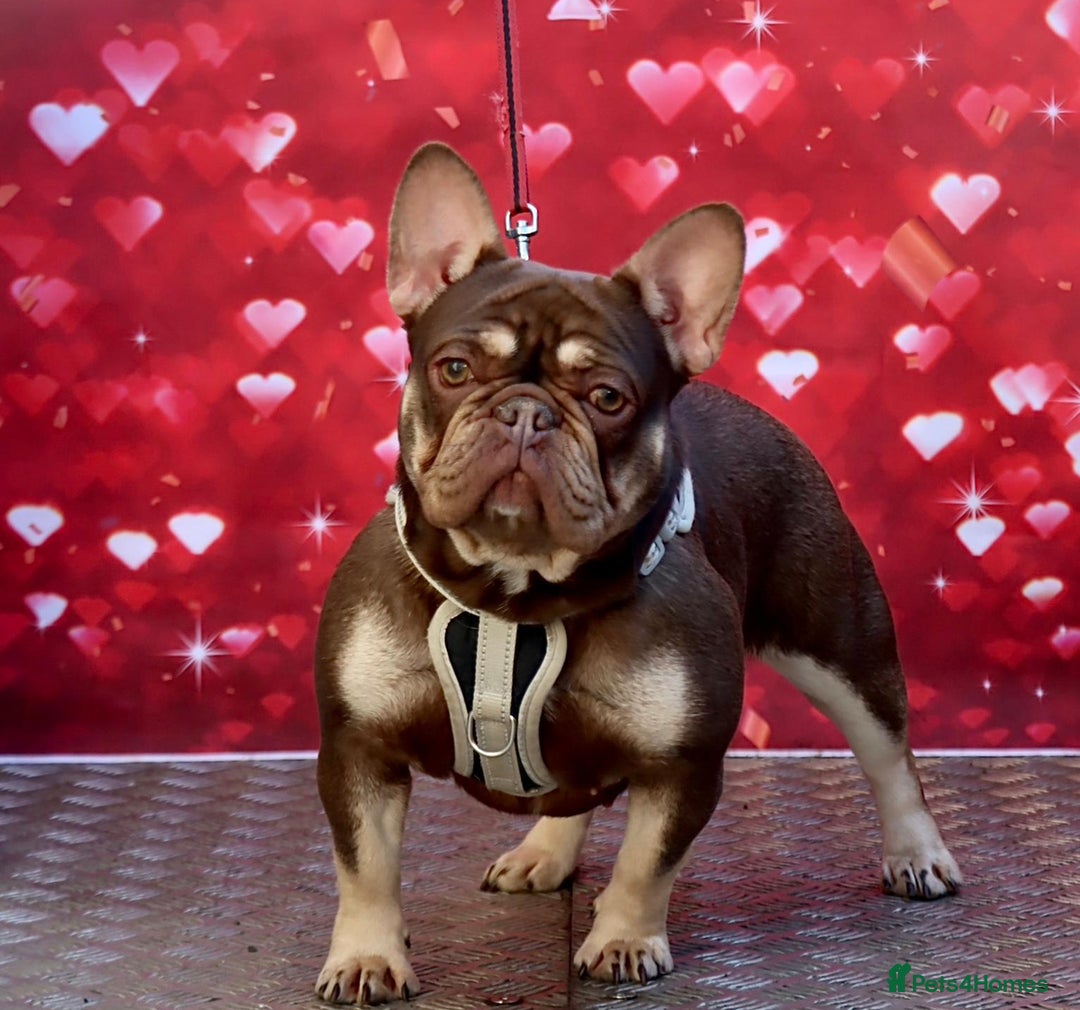 French Bulldog dogs for sale: Rojo & tan Female & Male - Image 1