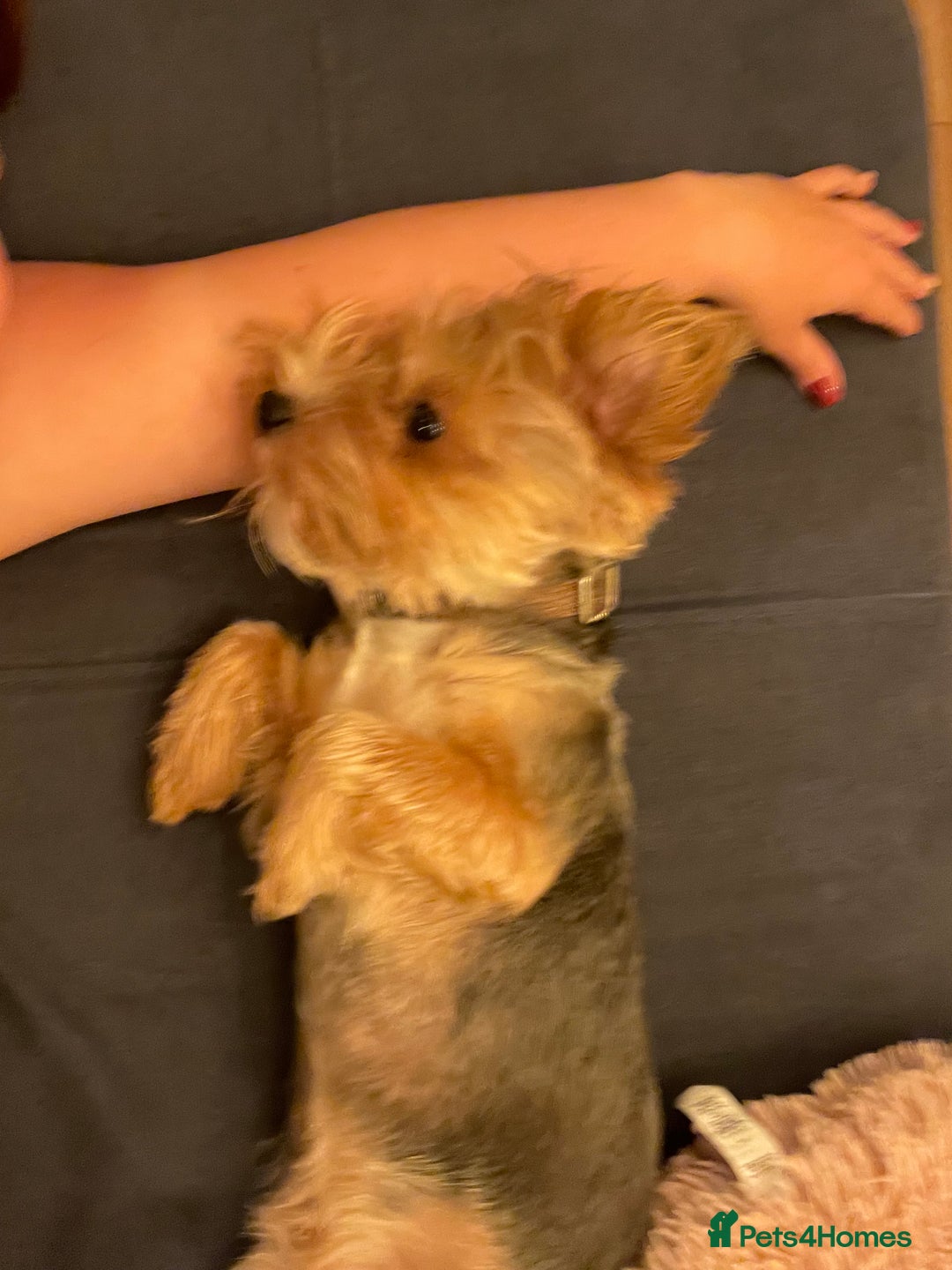 Yorkshire Terrier dogs for stud: 🐶 Yorkshire Terrier Stud Available 🐶 - Advert 7