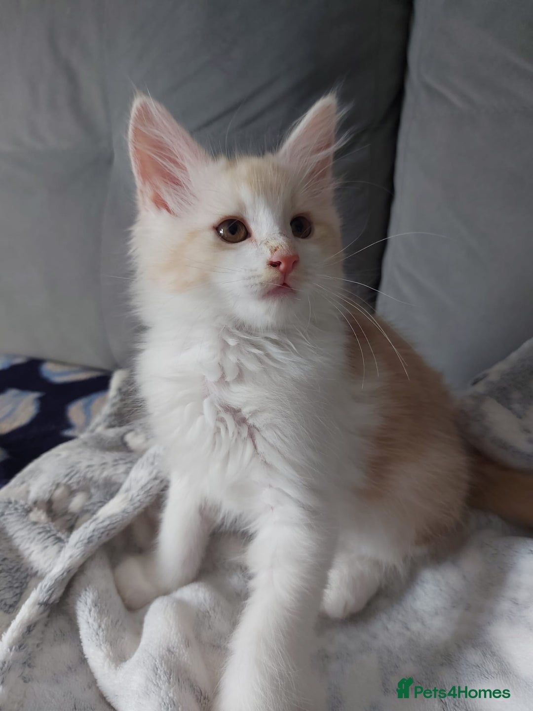 Maine Coon cats for sale: Beautiful X Maine-coon kittens 😸 ♥️ 😍 ❤️ - Image 15
