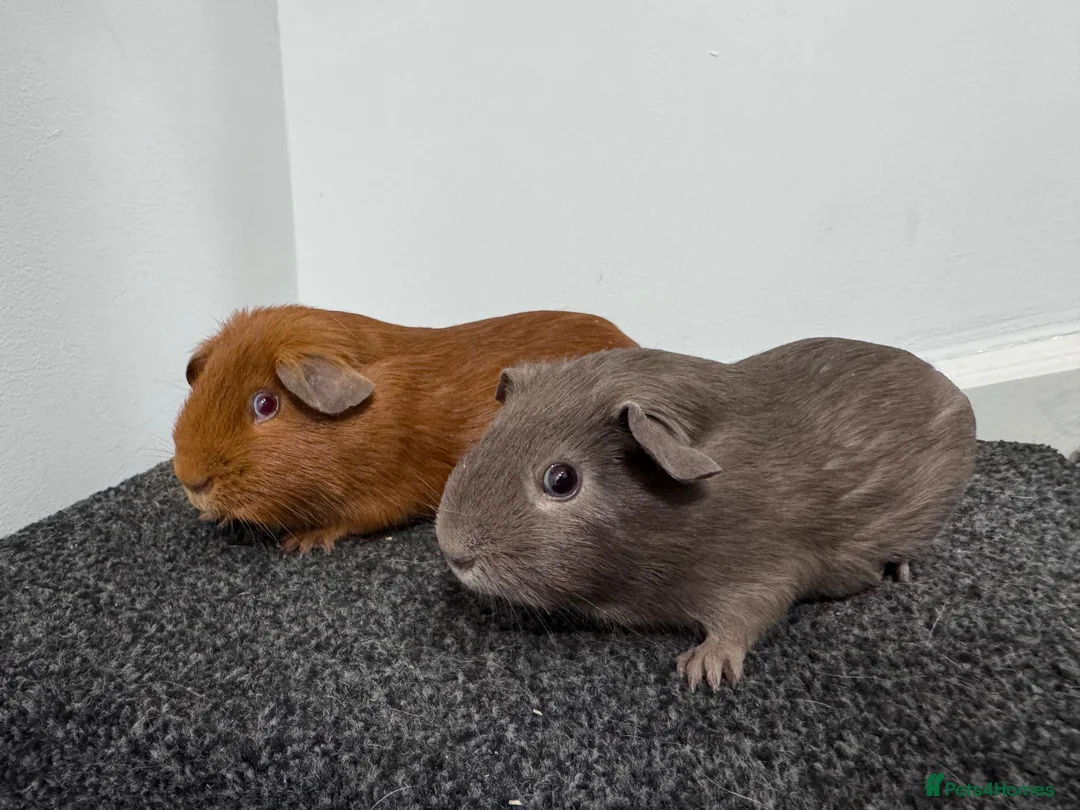 Guinea Pig rodents for sale: Guinea pigs  - Advert 10