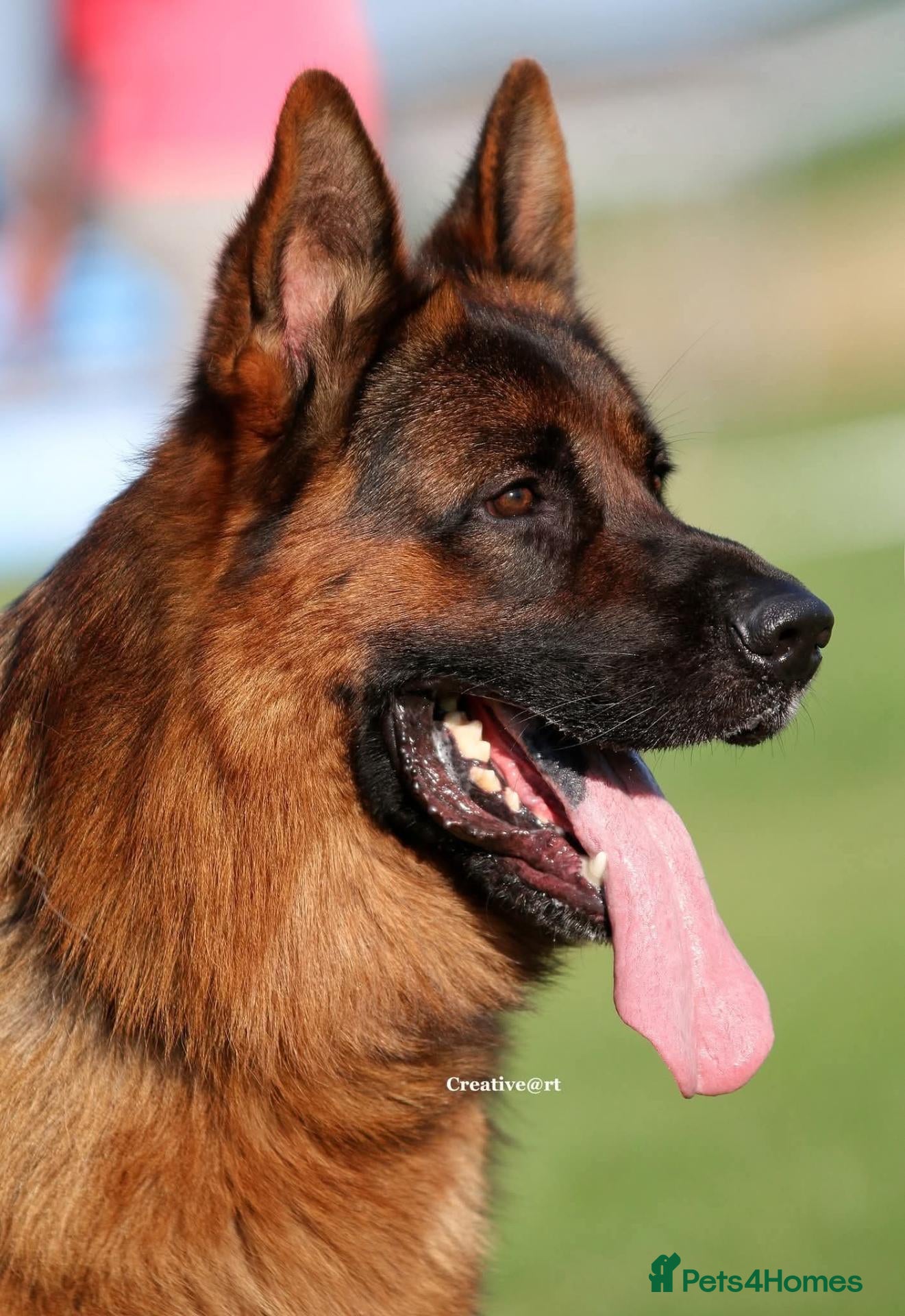 German Shepherd dogs KC Registered German Shepherd Pups - Advert 6