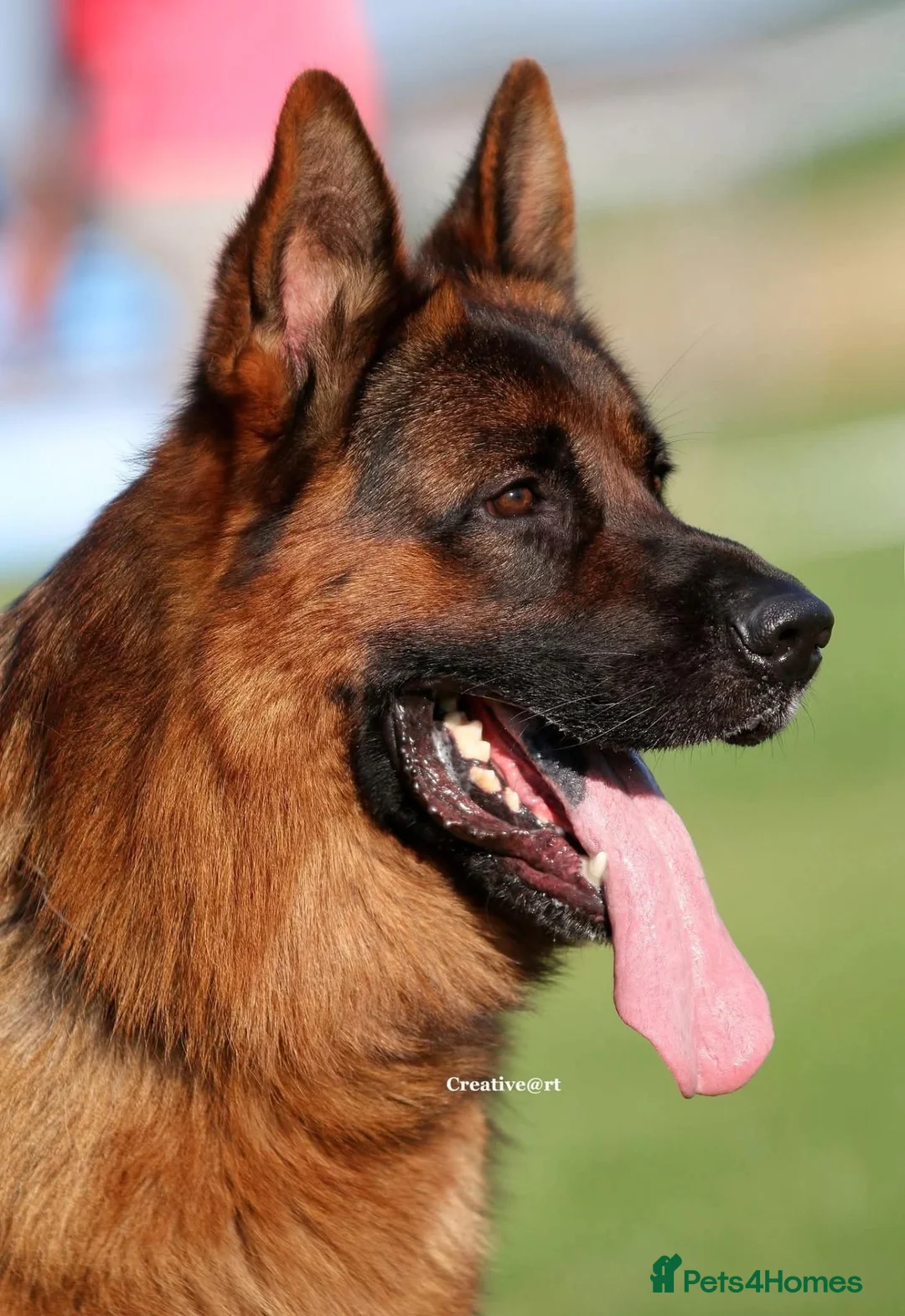 German Shepherd dogs for sale: KC Registered German Shepherd Pups - Advert 1