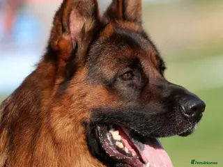 German Shepherd dogs KC Registered German Shepherd Pups - Advert 6