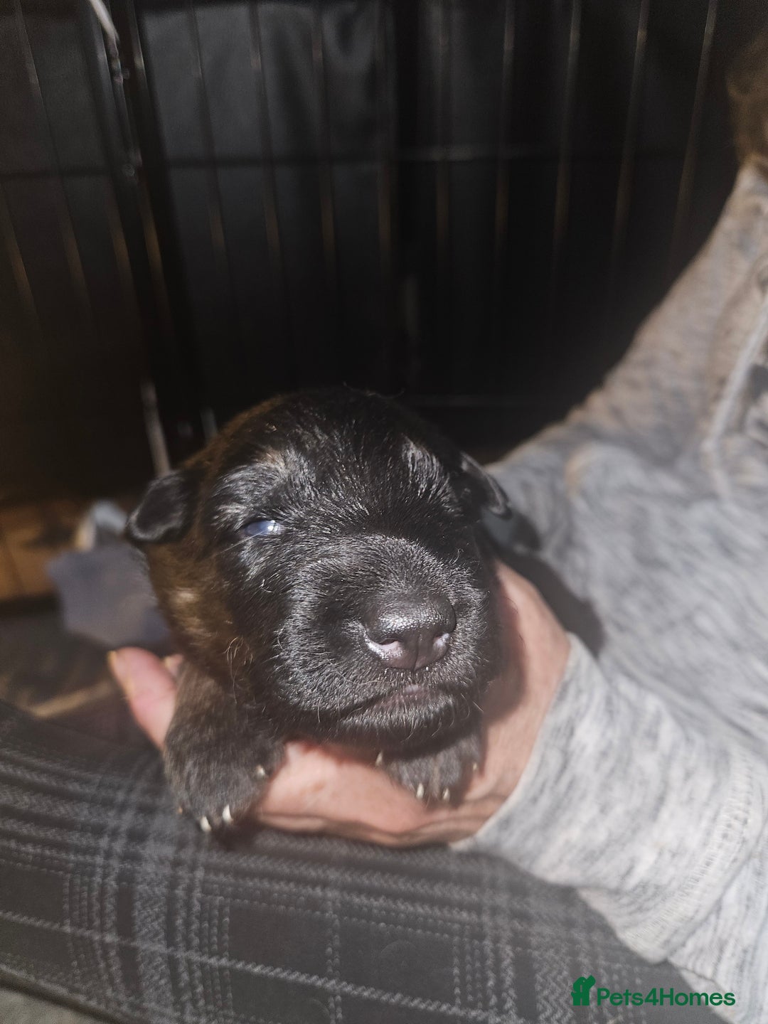 German Shepherd dogs for sale: 5 gorgeous german shepherd puppies for sale  - Advert 11