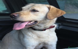Labrador Retriever dogs for stud: Handsome Charlie for Stud  - Image 4