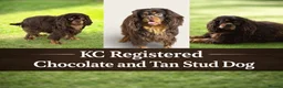 Cavalier King Charles Spaniel dogs for stud:  🍫kC Chocolate Cavalier King Charles 🍫  - Advert 4