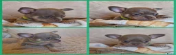Chihuahua dogs for sale: Lilac and cream chihuahua puppys in Thirsk - Advert 3