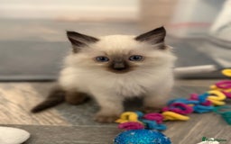 Ragdoll cats for sale: GCCF Registered seal point kittens - Image 12
