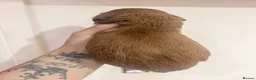 Mini Goldendoodle dogs for sale: Mini Goldendoodles Deep red and Merle  - Advert 6