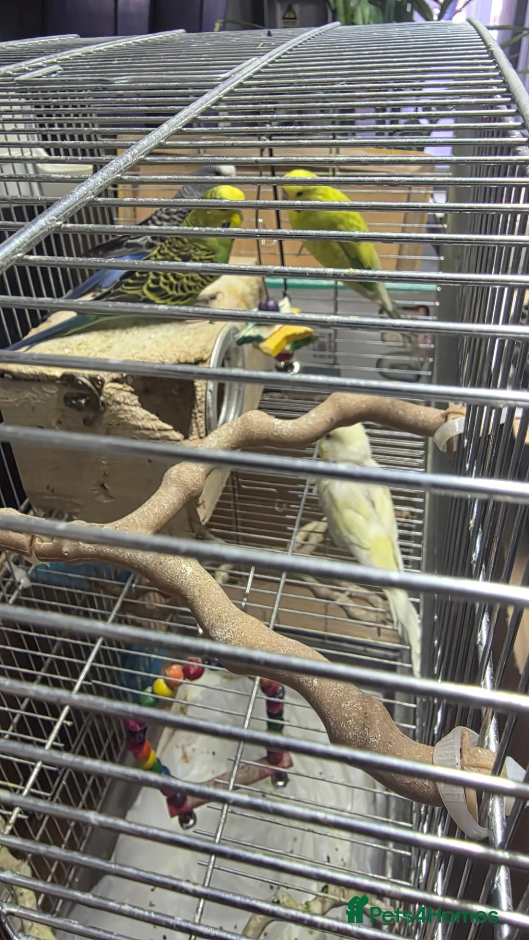 Budgerigars birds for sale: Budgies for Sales  in London - Advert 8