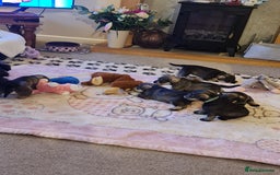 Miniature Schnauzer dogs for sale: Beautiful KC Reg. Miniature Schnauzer Puppies - Advert 7