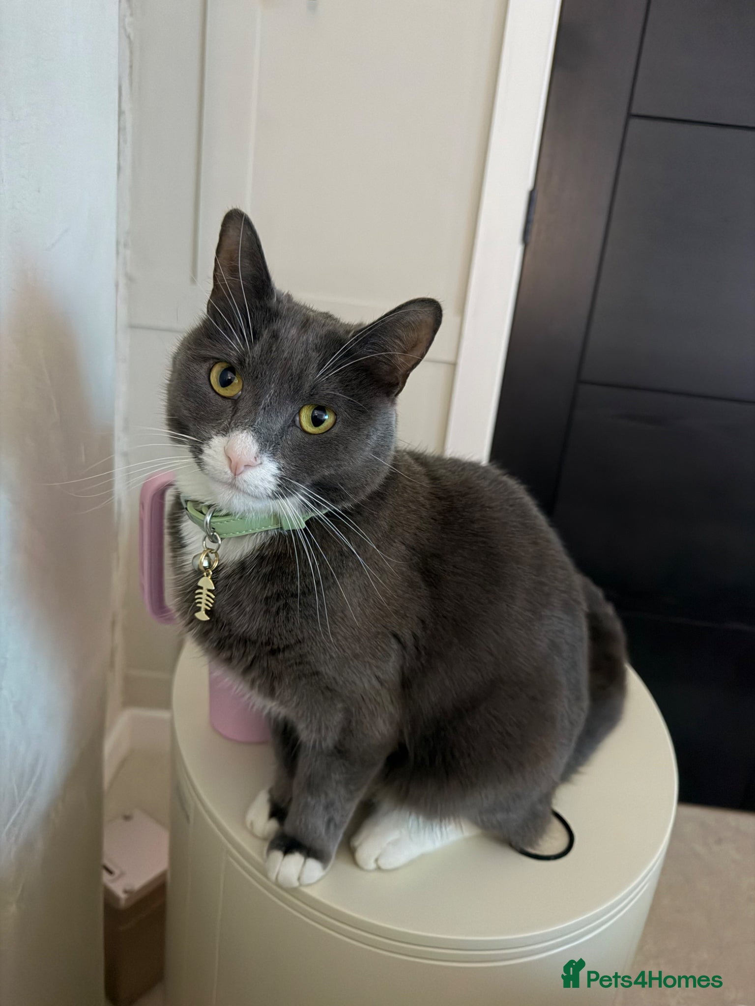 Mixed Breed cats Rambo 🤍 - Advert 1