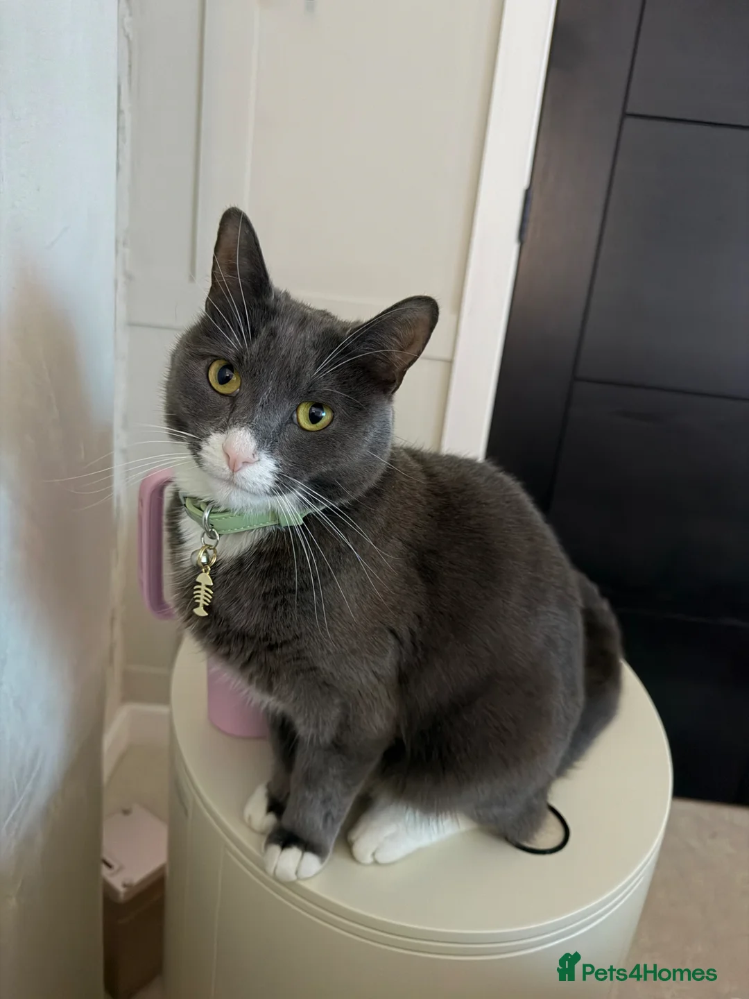 Mixed Breed cats for sale: Rambo 🤍 - Advert 1