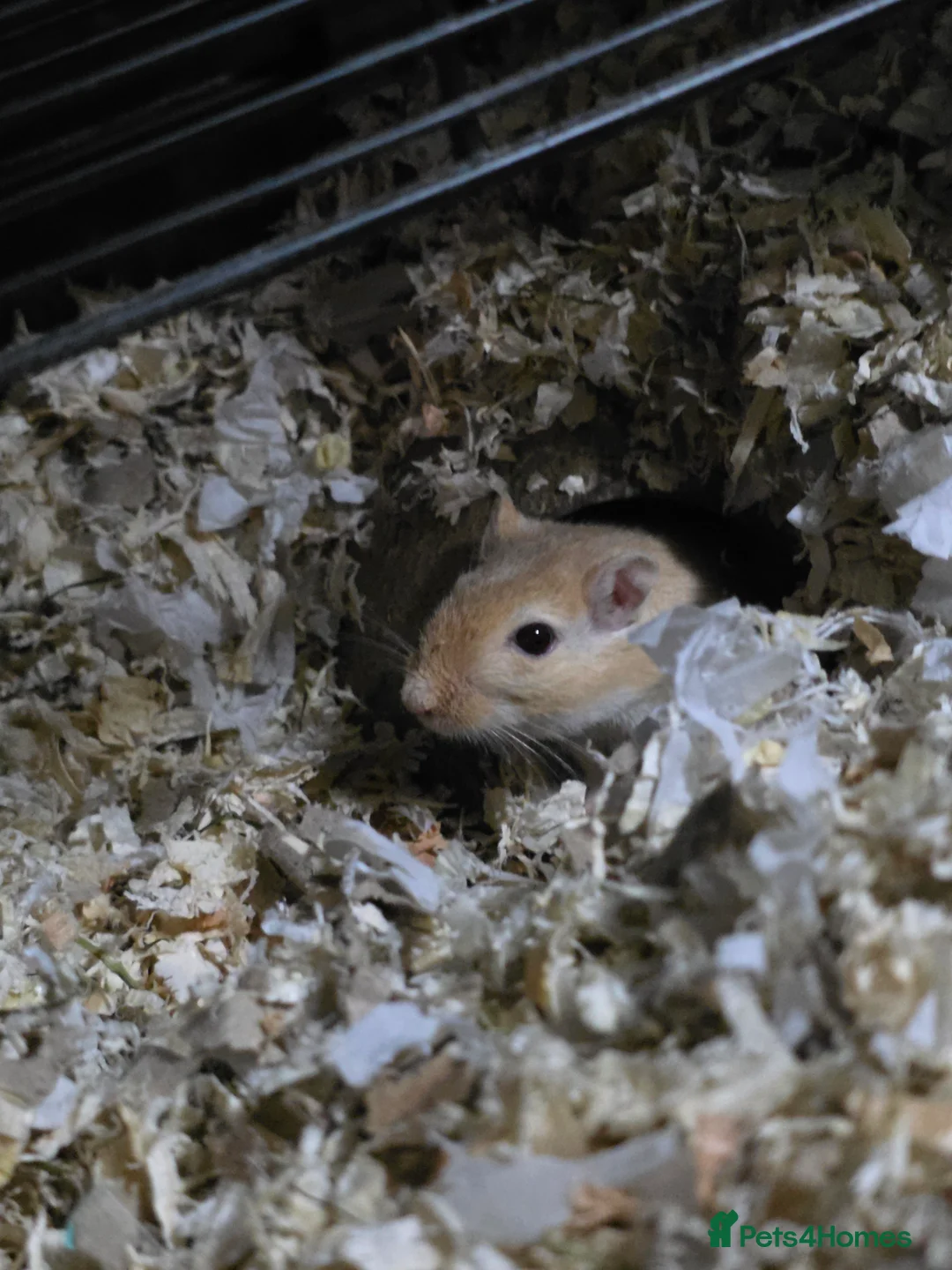 Gerbil rodents for sale: Gerbil + enclosure for sale in Barnsley - Advert 4