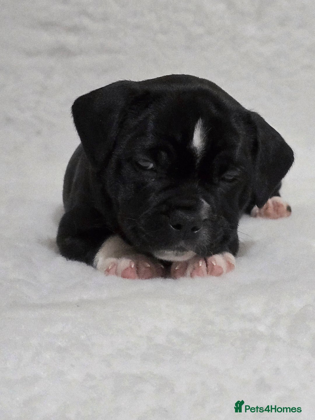 Staffordshire Bull Terrier dogs for sale: ✨️Outstanding SBT puppies✨️ - Advert 26