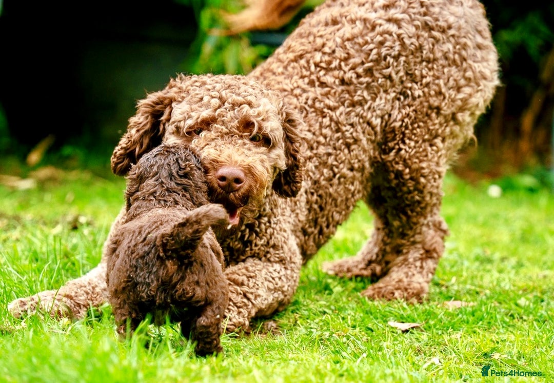 Spanish Water Dog dogs for sale: Spanish Water Dog Puppies  - Image 16