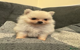 Pomeranian dogs for sale: Gorgeous Pomeranian puppies - Image 22
