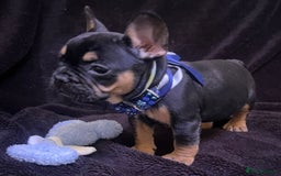 French Bulldog dogs for sale: French Bulldogs Ready to Leave  - Image 6