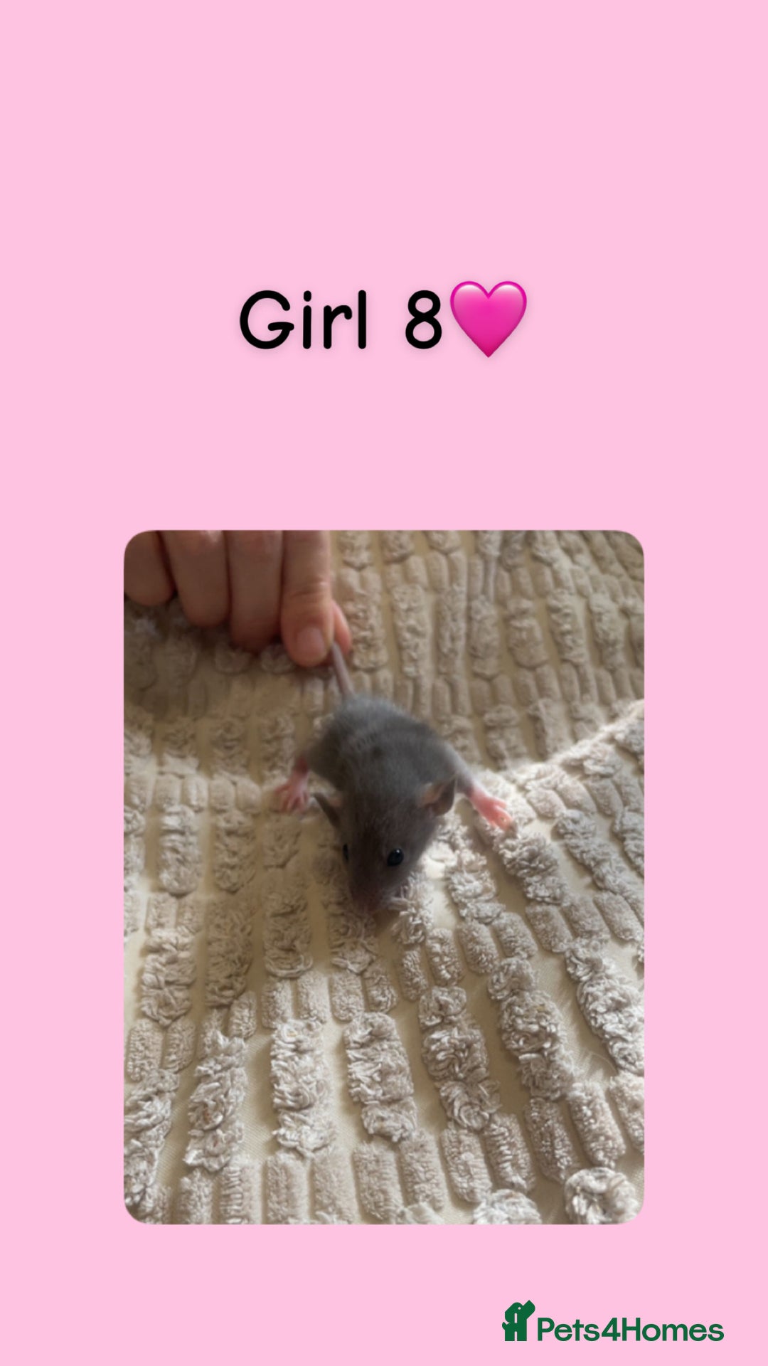 Rat rodents for sale: Beautiful baby rats looking for forever homes! - Image 8