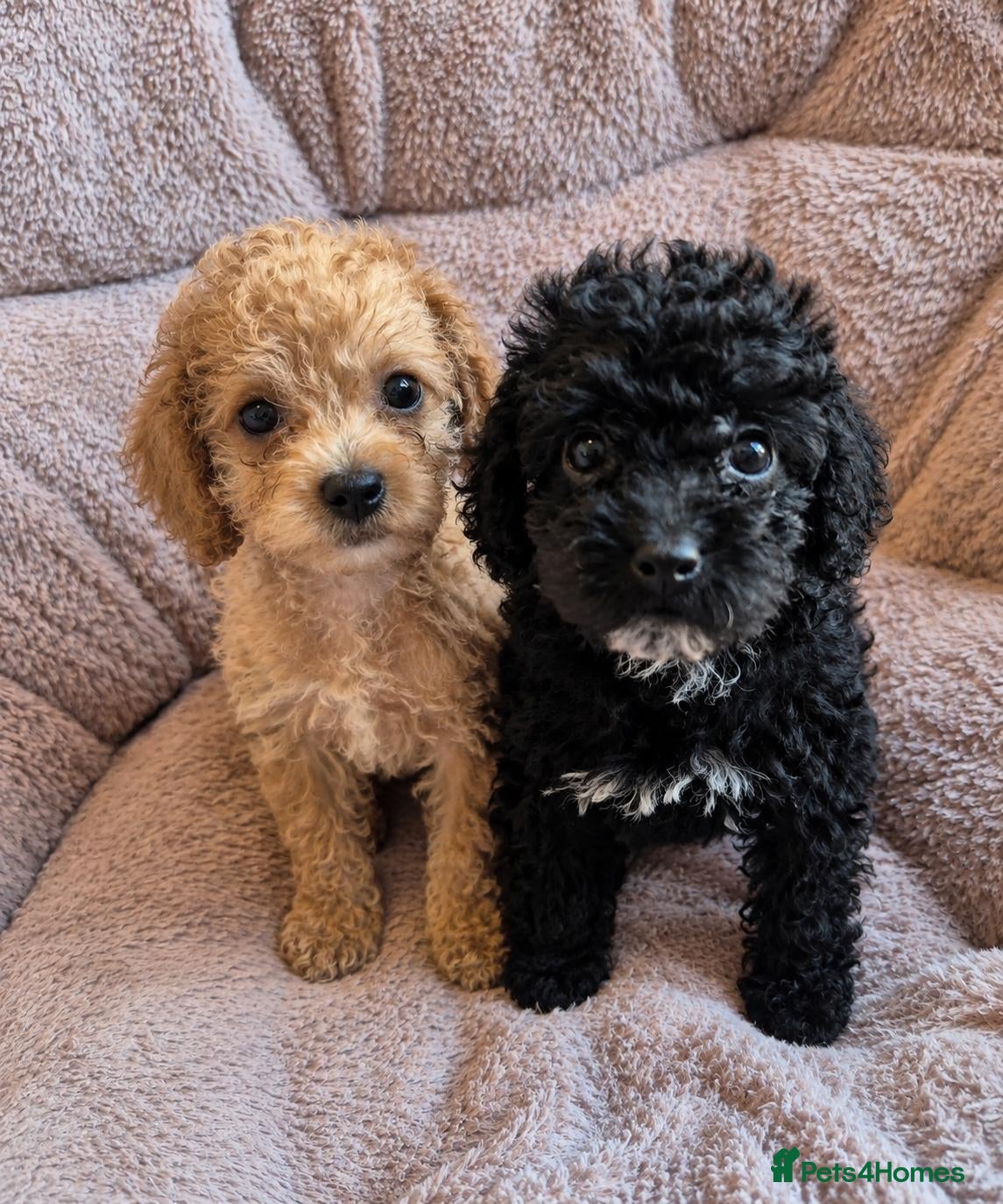 Toy Poodle dogs READY TO GO!!  Toy poodle Asian beautiful puppies - Advert 5