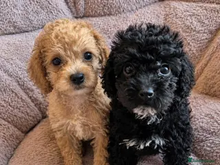 Toy Poodle dogs READY TO GO!! Toy poodle Asian beautiful puppies - Advert 5
