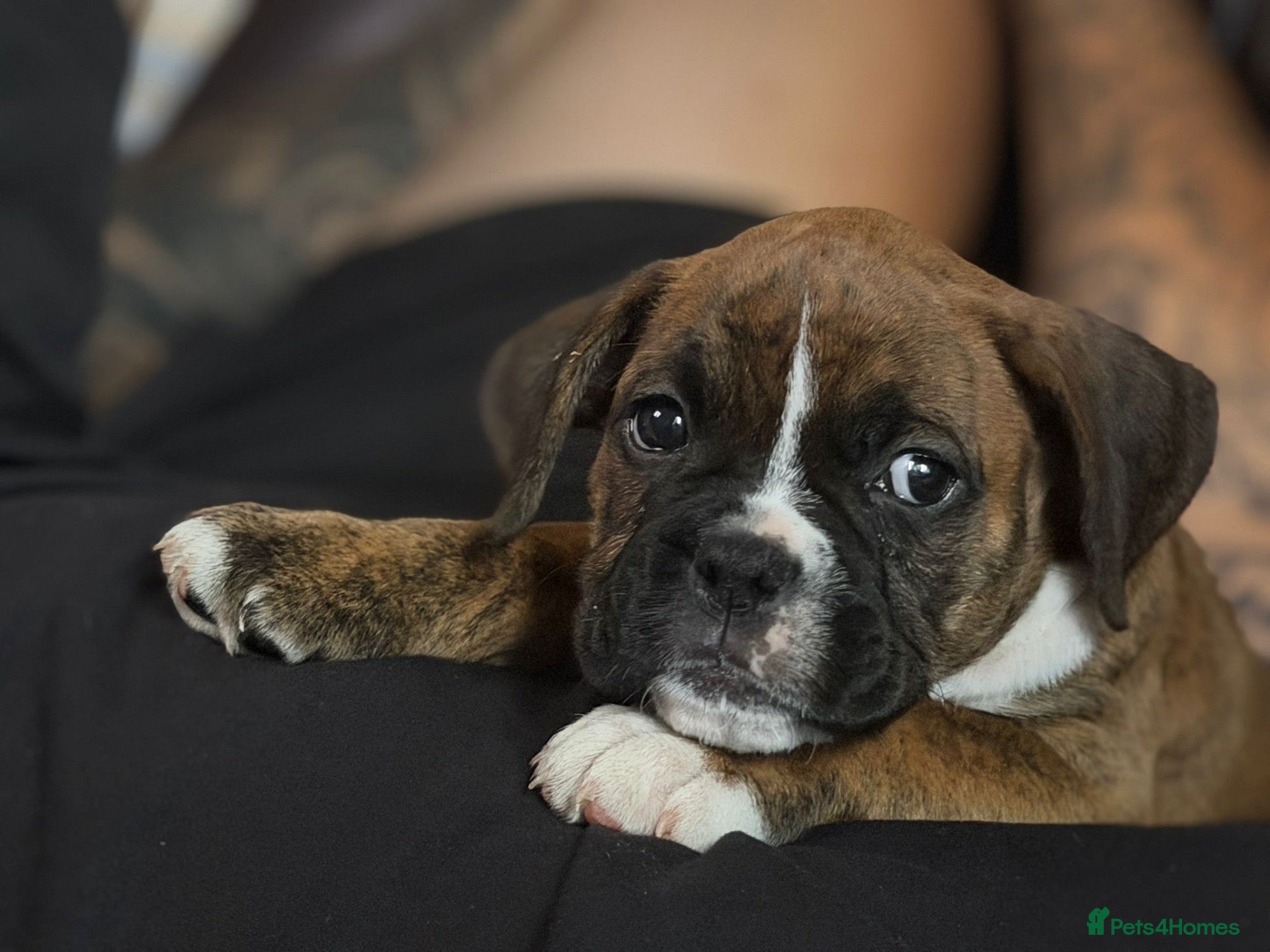 Mixed Breed dogs Boxer x old tyme bulldog  - Advert 21