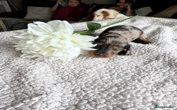 Miniature Dachshund dogs for sale: Miniature long-haired dachshunds - Image 31