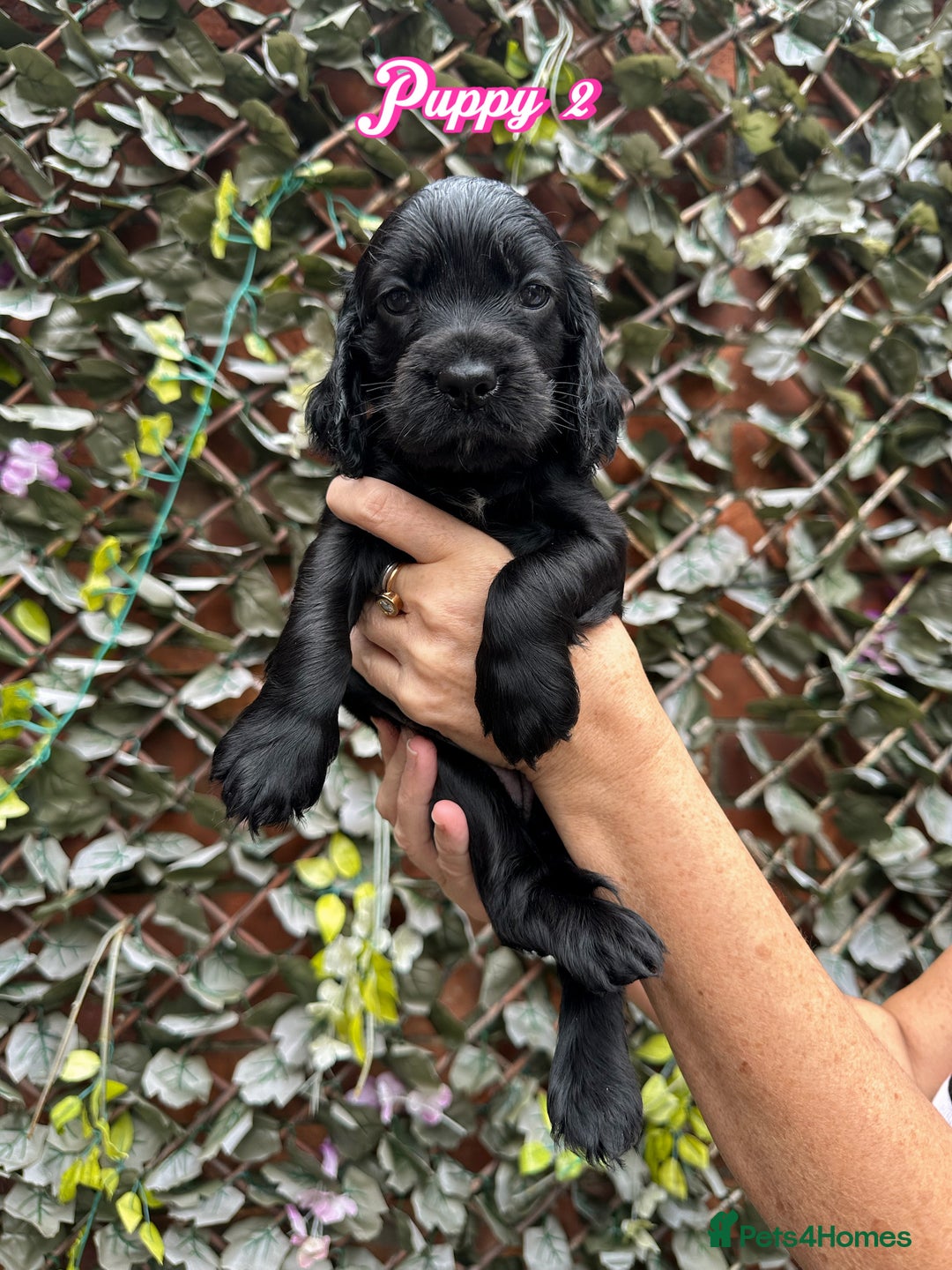 Cocker Spaniel dogs for sale: 1 boy & 1 girl left 🌟 - Image 5