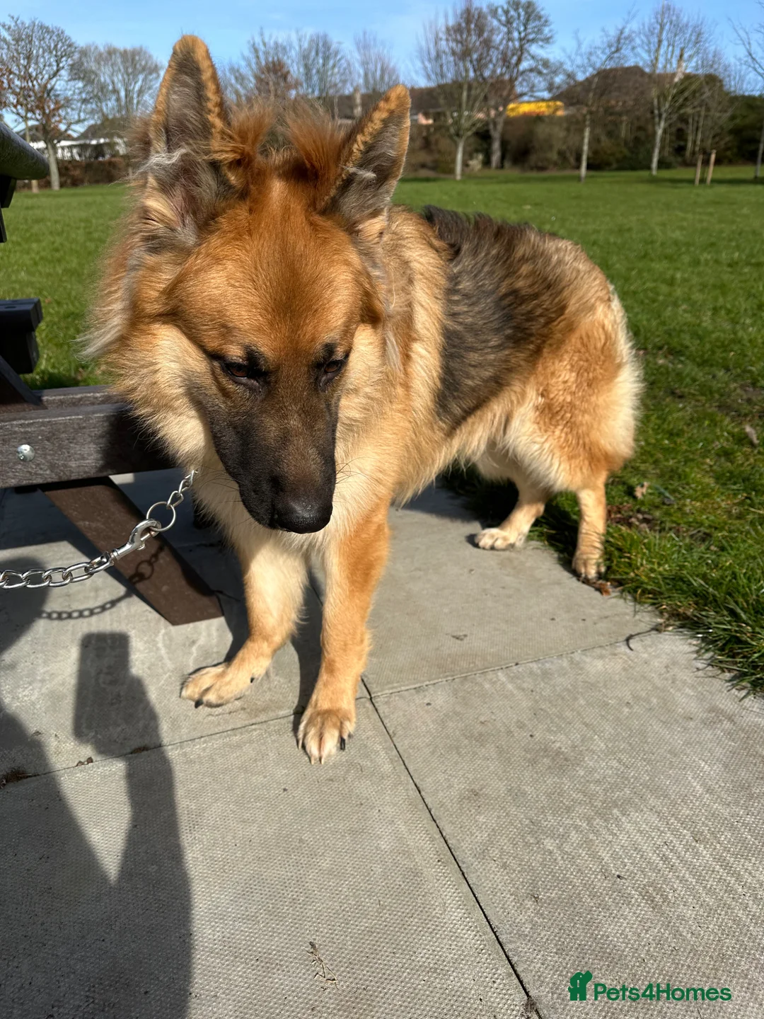 German Shepherd dogs for sale: German shepherd male pup kc reg - Advert 2