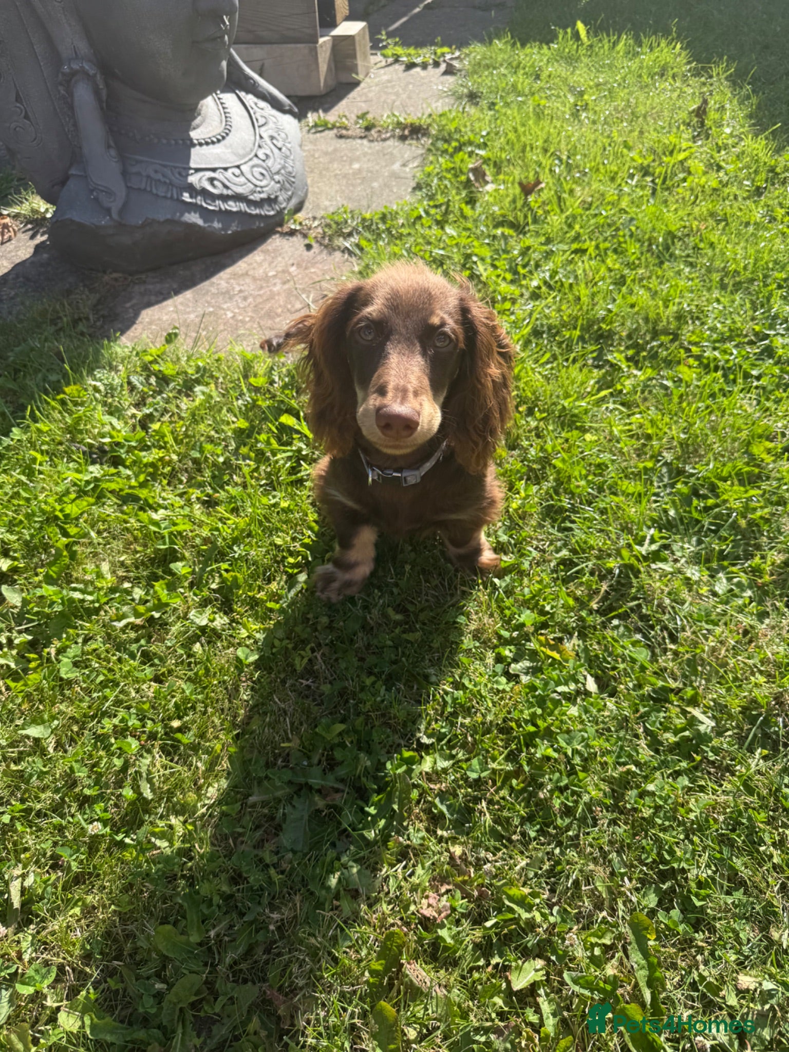 Miniature Dachshund dogs Miniature long haired chocolate n cream dachshund  - Advert 7