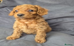 Cockapoo dogs for sale: F1b Cockapoo - ready this weekend - Image 29