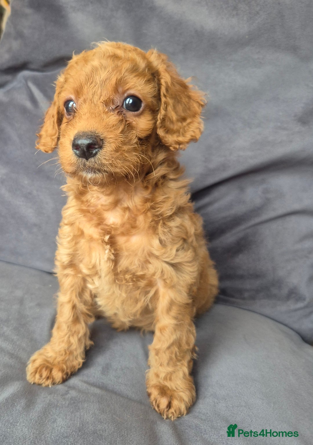 Cockapoo dogs for sale: F1b Cockapoo - ready this weekend - Image 29