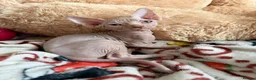 Sphynx cats for sale: GORGEOUS CREAM SPHYNX BOY - TICA - Advert 2