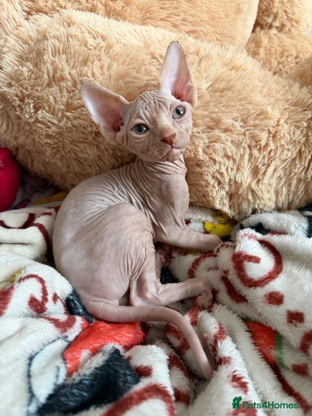 Sphynx cats for sale: GORGEOUS CREAM SPHYNX BOY - TICA - Advert 2