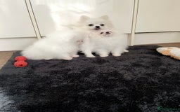 Pomeranian dogs for sale: 🐼Teddy Face🔥Top quality 🏆Very Tiny - Advert 7