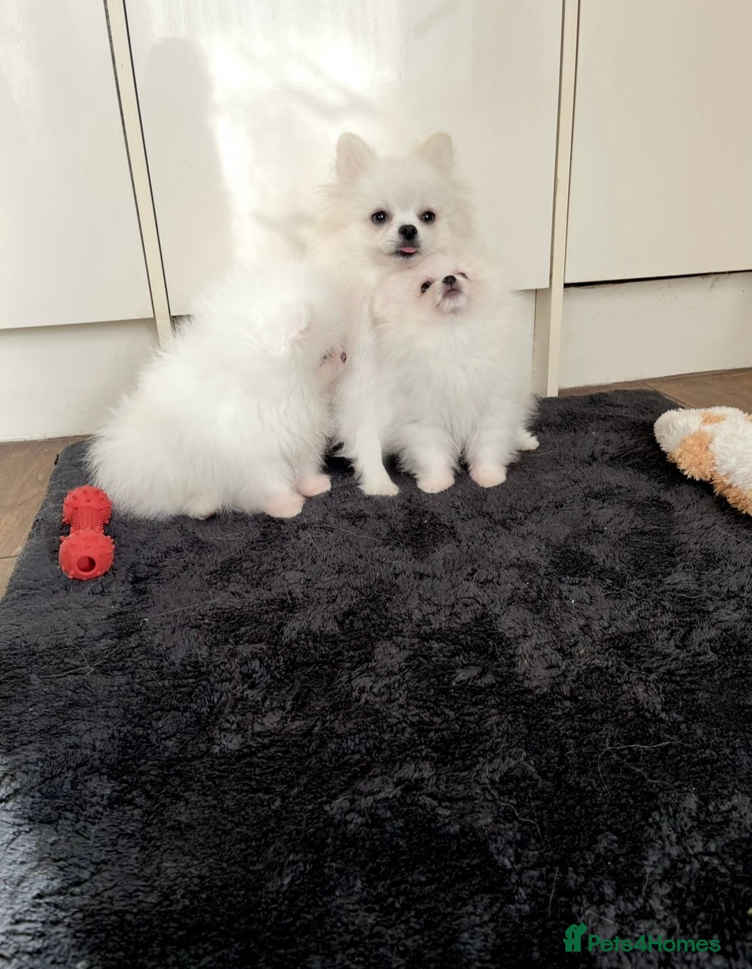 Pomeranian dogs for sale: 🐼Teddy Face🔥Top quality 🏆Very Tiny - Advert 7