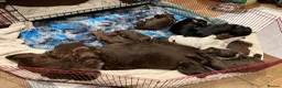 Cocker Spaniel dogs for sale: WCS puppies from amazing breed lines - Advert 1